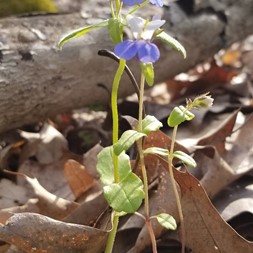 Collinsia (blue-eyed Mary)