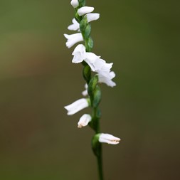 Spiranthes tuberosa (small ladies’-tresses)