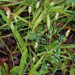 Polygala verticillata (whorled milkwort)