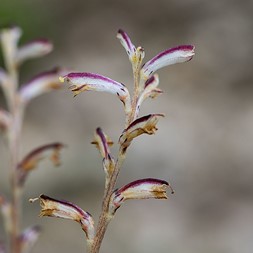 Epifagus (beechdrops)