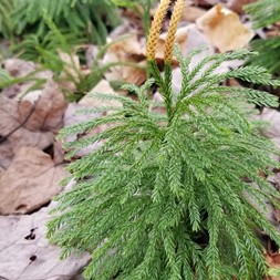 Dendrolycopodium obscurum (princess pine)