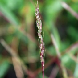 Microstegium (stiltgrass)
