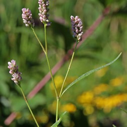 Persicaria pensylvanica (Pennsylvania smartweed)