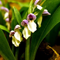 Galearis (orchis)