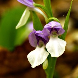 Galearis spectabilis (showy orchis)