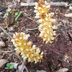 Conopholis (cancer-root)