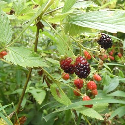 Rubus (blackberry)