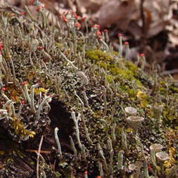 Cladonia fimbriata (trumpet lichen)