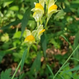 Linaria vulgaris (butter-and-eggs)