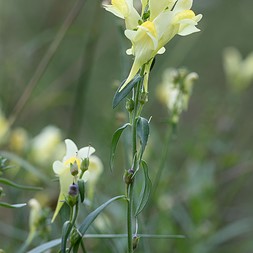 Linaria (toadflax)