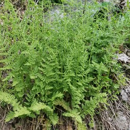 Woodsia obtusa (blunt-lobed cliff fern)