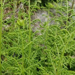 Woodsia (cliff fern)