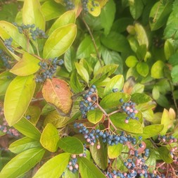 Viburnum nudum (southern wild raisin)