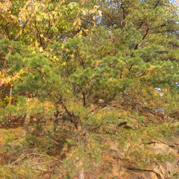 Pinus pungens (table mountain pine)