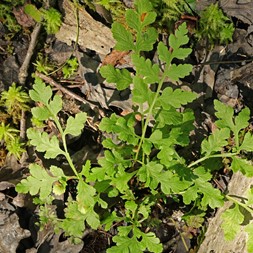 Cystopteris protrusa (southern fragile fern)