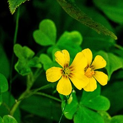 Oxalis grandis (great yellow woodsorrel)