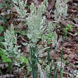 Holcus lanatus (common velvet grass)