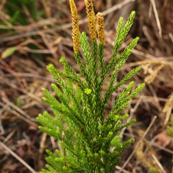 Dendrolycopodium hickeyi (hickey's tree clubmoss)