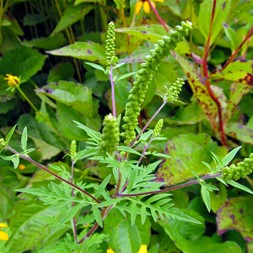 Ambrosia artemisiifolia (annual ragweed)