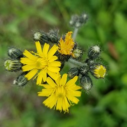 Pilosella caespitosa (king-devil)