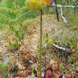 Sarracenia (pitcherplant)