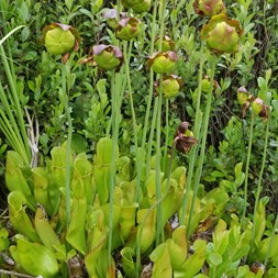 Sarraceniaceae (pitcherplant family)