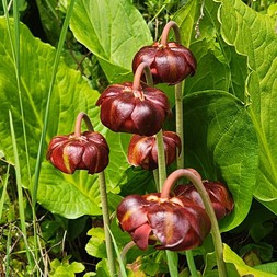 Sarracenia purpurea (pitcherplant)