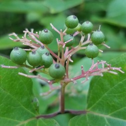 Cornus racemosa (gray dogwood)