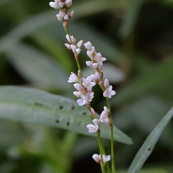 Persicaria hydropiperoides (mild water-pepper)
