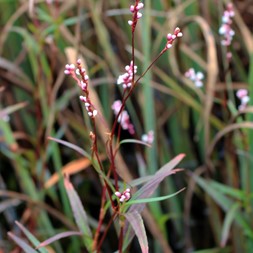 Persicaria hydropiperoides (mild water-pepper)