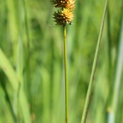 Carex cephalophora (capitate sedge)
