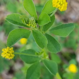 Trifolium campestre (low hop clover)