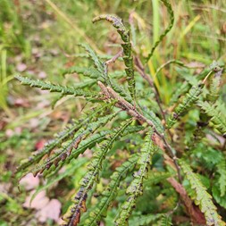 Comptonia peregrina (sweetfern)
