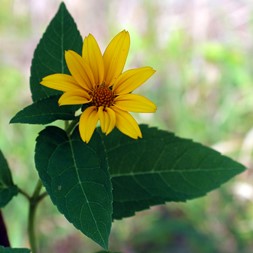 Helianthus decapetalus (thinleaf sunflower)