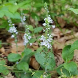 Veronica (speedwell)
