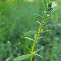 Lithospermum arvense (field gromwell)