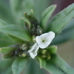 Lithospermum (gromwell)
