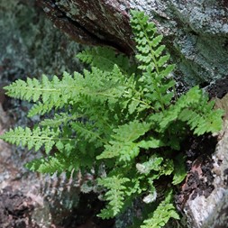 Woodsia ilvensis (rusty cliff fern)