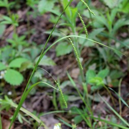 Carex gracillima (graceful sedge)