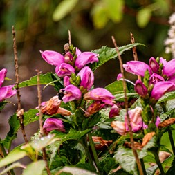 Chelone lyonii (Lyon's turtlehead)