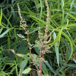 Amaranthus (amaranth)