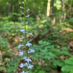 Lobelia spicata (pale-spiked lobelia)