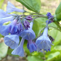 Mertensia virginica (Virginia bluebells)