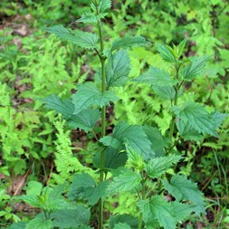 Scrophularia (figwort)