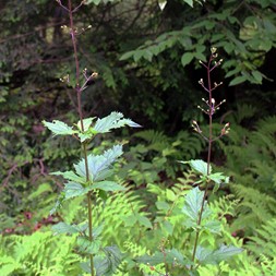Scrophularia lanceolata (lanceleaf figwort)