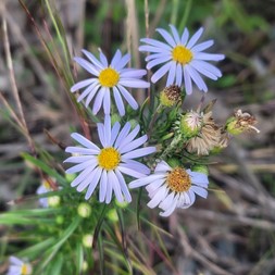 Ionactis linariifolia (flaxleaf stiff aster)