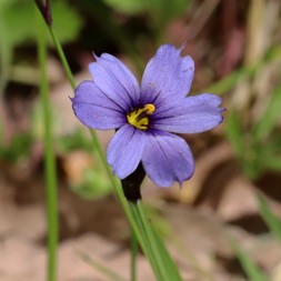 Sisyrinchium mucronatum (needle-tipped blue-eyed-grass)