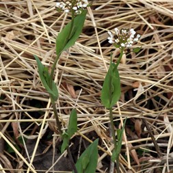Thlaspi perfoliatum (perfoliate pennycress)
