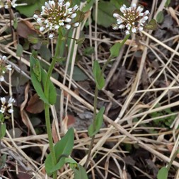 Thlaspi (pennycress)