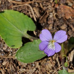 Viola emarginata (triangle-leaved violet)
